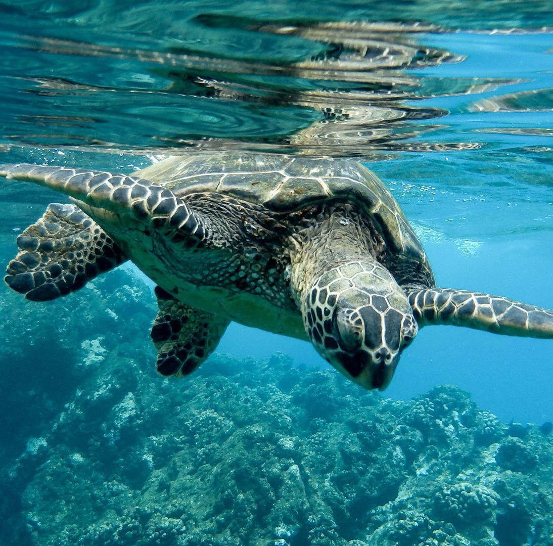 especies tortugas marinas